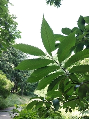 Quercus castaneifolia