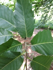 Quercus castaneifolia