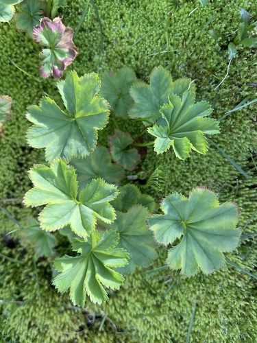 Alchemilla glomerulans
