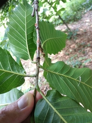Quercus castaneifolia