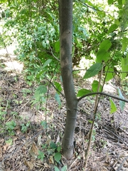 Quercus castaneifolia