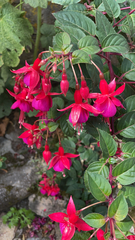 Fuchsia × hybrida