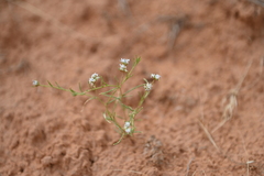Ipomopsis gunnisonii
