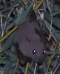 Cynopterus brachyotis