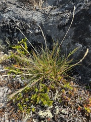 Festuca vivipara