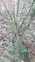 Aechmea distichantha