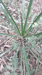 Aechmea distichantha