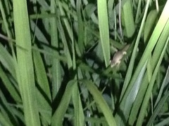 Takydromus wolteri