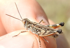 Dociostaurus brevicollis