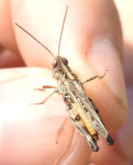 Dociostaurus brevicollis