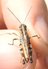 Dociostaurus brevicollis