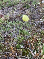 Papaver radicatum