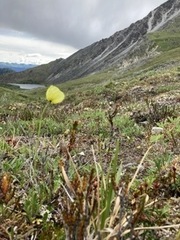 Papaver radicatum