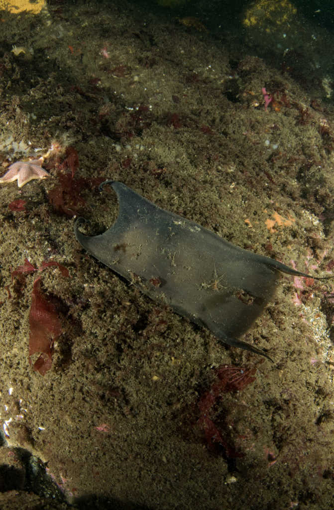 Yellownose skate (Zearaja chilensis) — Rajidae