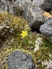 Saxifraga hirculus