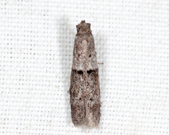 Wockia asperipunctella