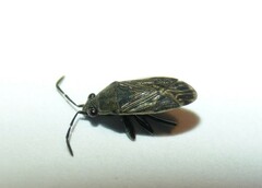 Peritrechus geniculatus