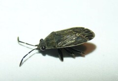 Peritrechus geniculatus