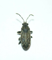 Peritrechus geniculatus