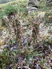 Pedicularis lanata