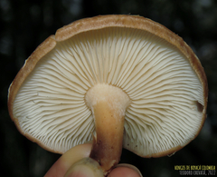 Lentinula boryana
