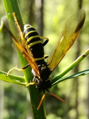 Tenthredo propinqua