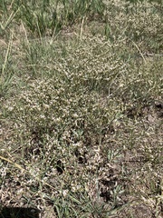 Eriogonum effusum