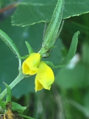 Melampyrum sylvaticum
