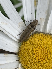 Proludius silvaticus