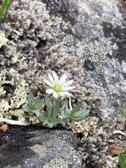Stellaria alaskana