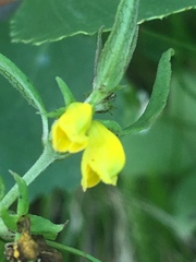 Melampyrum sylvaticum