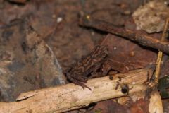 Atelopus flavescens