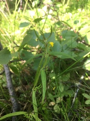 Melampyrum sylvaticum