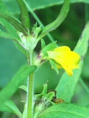 Melampyrum sylvaticum