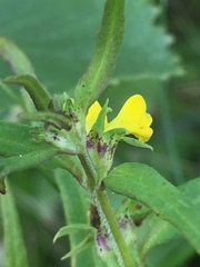 Melampyrum sylvaticum
