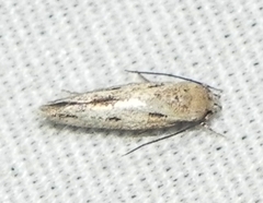 Mompha brevivittella