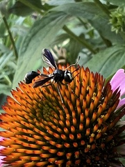 Physocephala tibialis
