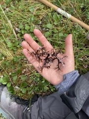 Masonhalea richardsonii