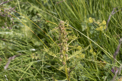Pedicularis foliosa