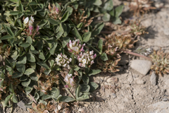 Trifolium thalii