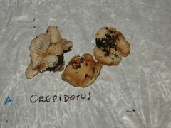 Crepidotus croceotinctus