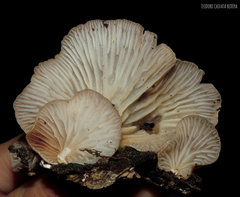 Crepidotus croceotinctus