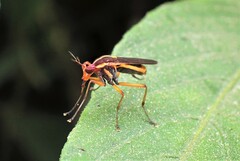 Thecomyia