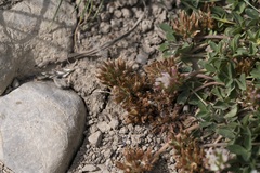 Trifolium thalii