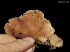 Crepidotus croceotinctus