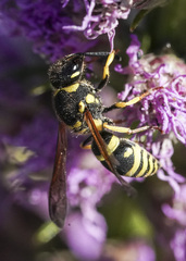 Ancistrocerus catskill