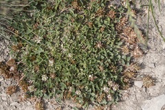 Trifolium thalii
