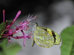 Dismorphia arcadia arcadia