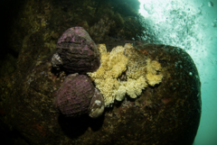 Concholepas concholepas