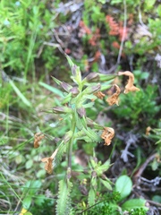 Pedicularis lapponica